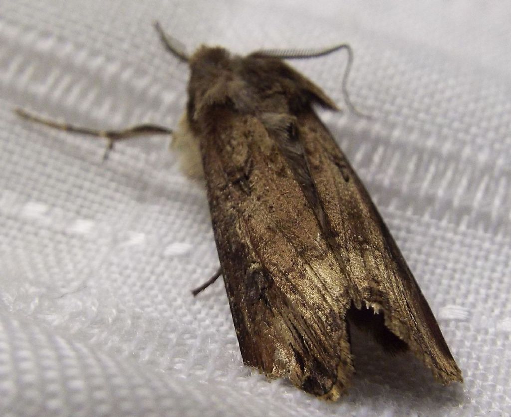 Falena...mummificata:  Agrotis ipsilon (Noctuidae)